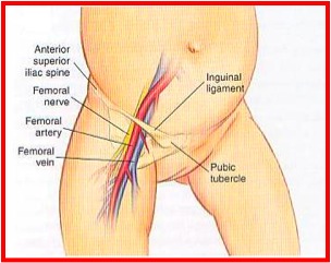 Mid anatomy