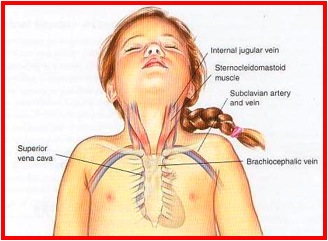 Upper anatomy